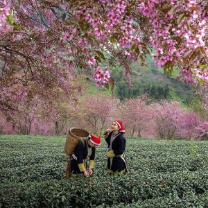 Ha Giang To Moc Chau Luxury Car - Ha Giang Private Car