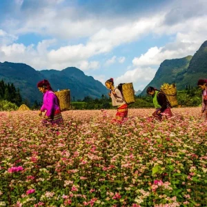 Ha Giang to Halong Bay Luxury Car - Ha Giang Private Car