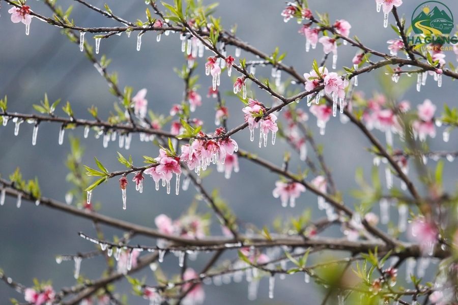 Dong Van Karst Plateau UNESCO Global Geopark - Ha Giang Private Car