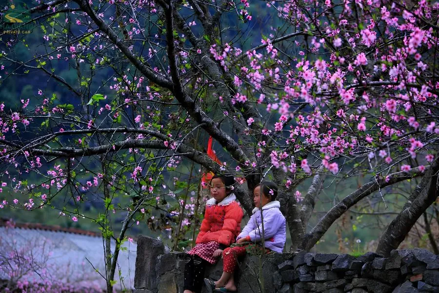 Spring (January - March) In Ha Giang - Ha Giang Private Car