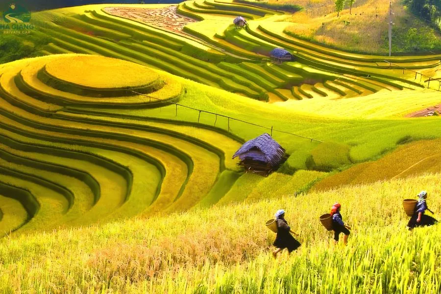 Summer (April - June) In Ha Giang - Ha Giang Private Car